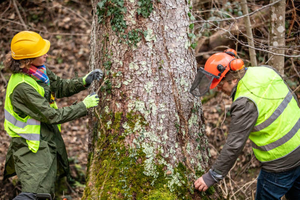 How Our Tree Care Process Works  in  Fort Payne, AL
