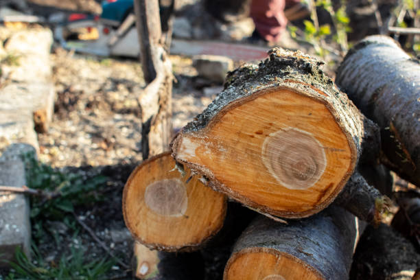 Fort Payne, AL Tree Care Company