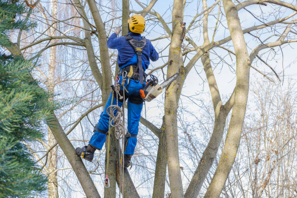 Best Stump Grinding and Removal  in Fort Payne, AL
