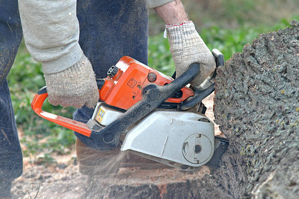 How Our Tree Care Process Works  in  Fort Payne, AL