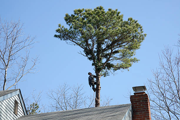 Best Pest Control for Lawns  in Fort Payne, AL